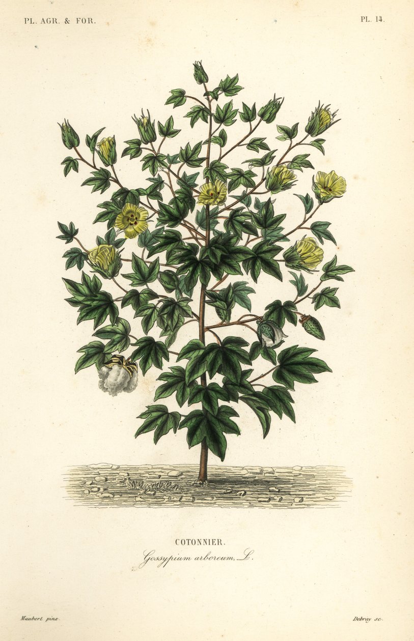 Trebomull, Gossypium arboreum, Cotoninier av Unbekannt