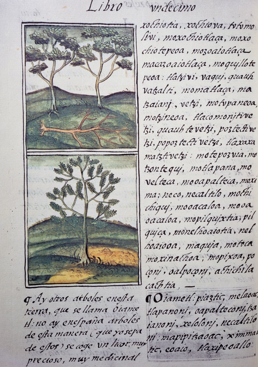 Trær, ville sypresser og graner, side fra Florentine Codex, tospråklig versjon på spansk og Nahuatl, General History of Things of New Spain, av den spanske misjonæren Fray Bernardino de Sahagun (1499-1590). Aztekisk sivilisasjon av William M. Timlin