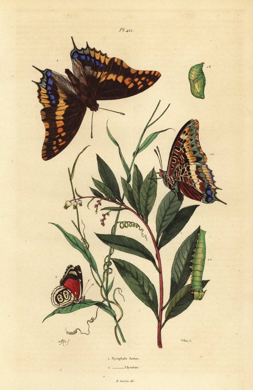 Tohalet pasha eller revekeiser, Charaxes jasius, med puppe og larve 1, og Cramers åttiåtte sommerfugl, Diaethria clymena 2 av Unbekannt