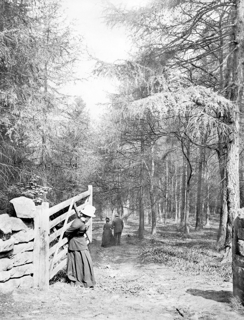 Storbritannia: Eaton Woods, c1890 av Unbekannt
