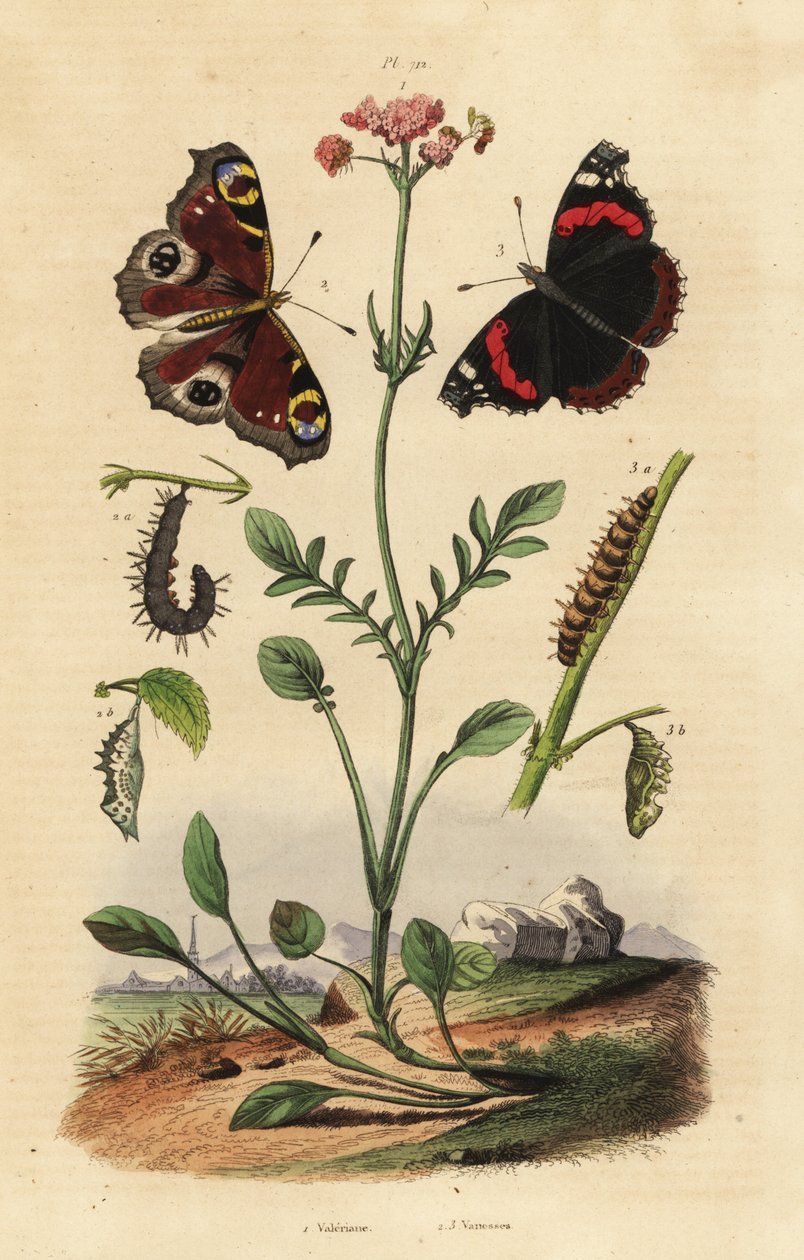Valerian, Valeriana officinalis 1, påfugl sommerfugl, Aglais io 2, rød admiral, Vanessa atalanta 3 av Unbekannt
