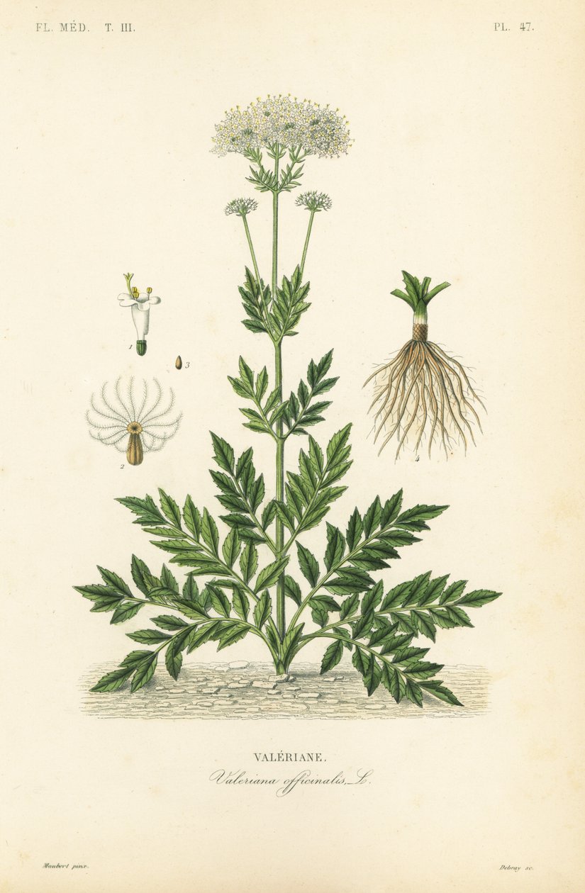 Valerian, Valerian officinalis, Valerian av Unbekannt