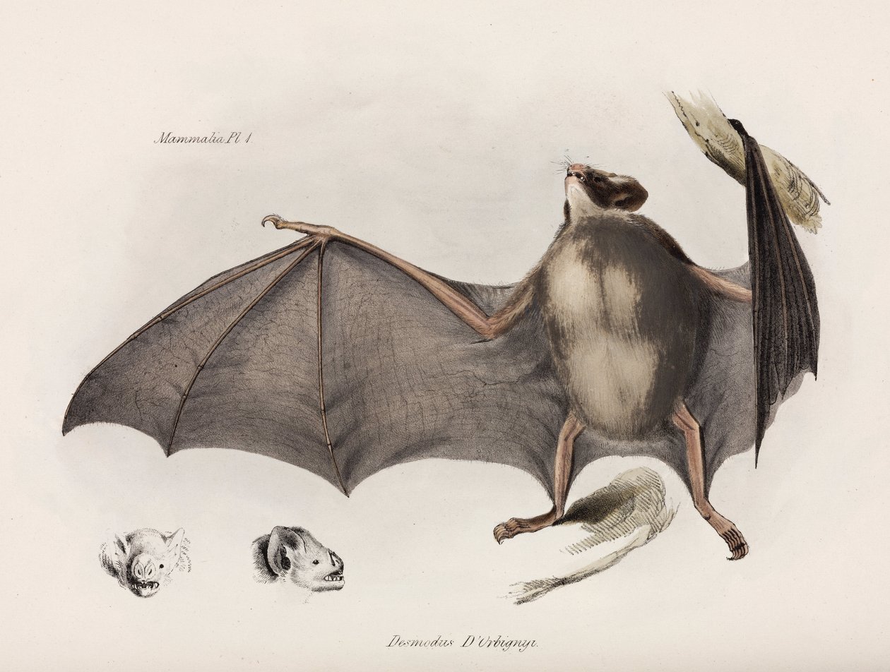 Vampyrflaggermus, Sør-Amerika, ca 1832-1836 av Unbekannter Künstler