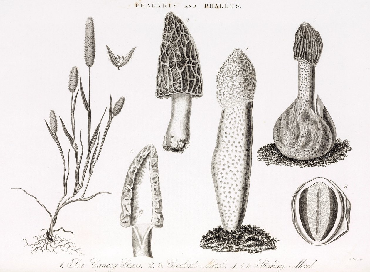 Variasjon av gress og vannlevende phallus des champignons morille av Unbekannt