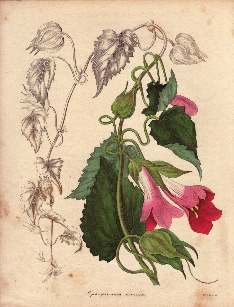 Variety av Lophospermum (L.Scandens), klatrende med rosa og lilla blomster. Arter oppdaget av Mr. Bates, svært utbredt i buskene i Mexico. Denne planten ble dyrket i samlingen til Charles Tayleure og var til stede i Botanisk hage i Liv av Unbekannter Künstler