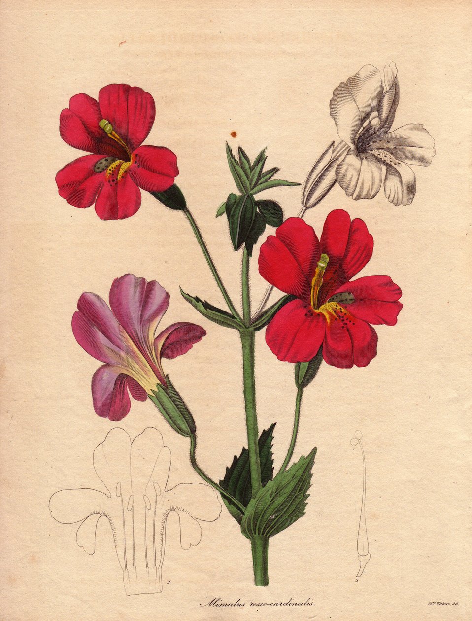 Variasjon av mimulus (Mimulus roseo cardinalis). Hodson hybrid variant, kalt apeblomst eller moskusblomst. Illustrasjon av Augusta Innes Withers (1793-1877), i The Botanist, serie av Benjamin Maund i fem bind, utgitt mellom 1836 og 1842. Denne w av Unbekannter Künstler