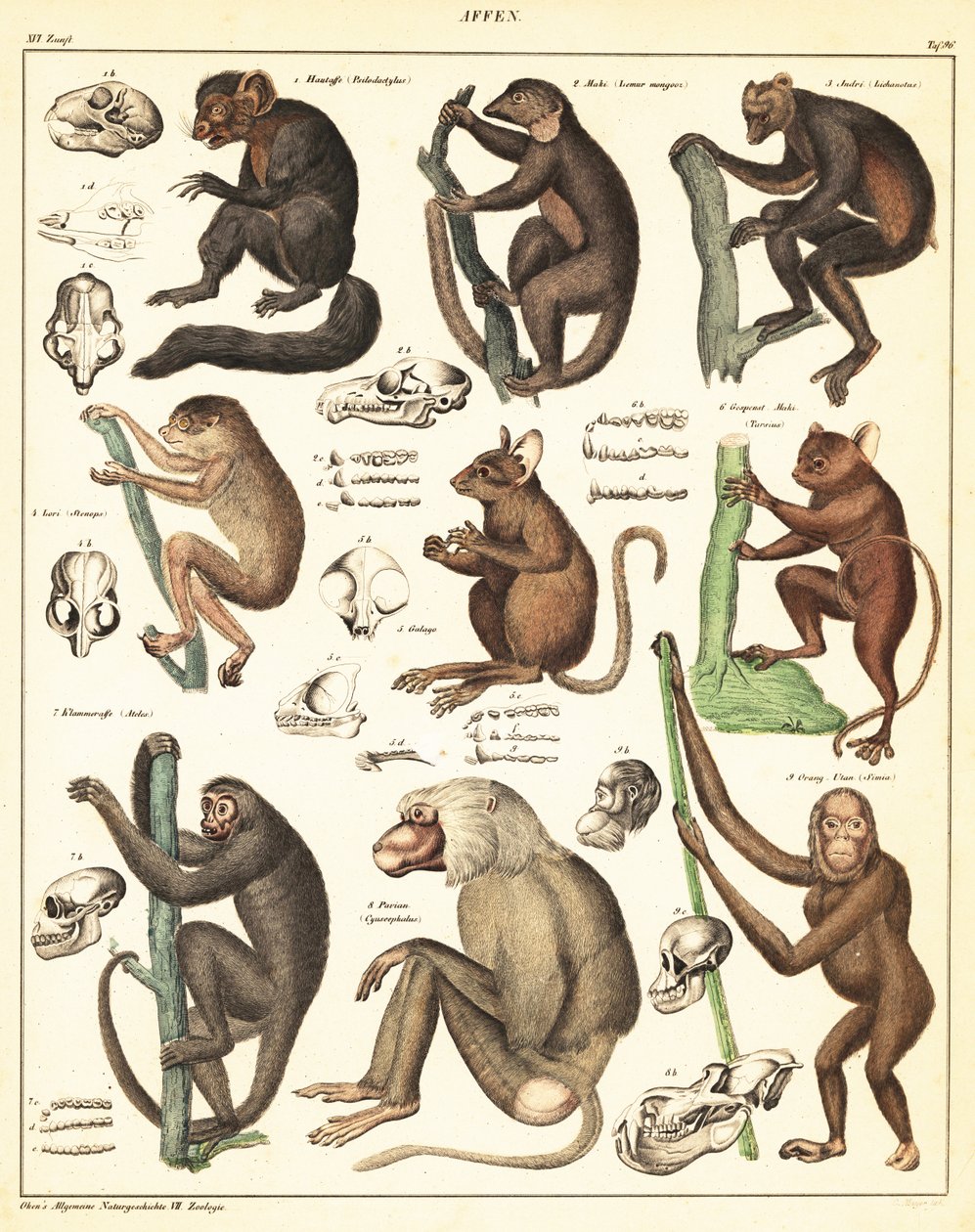 Varianter av aper. ,1841 (litografi) av Unbekannter Künstler