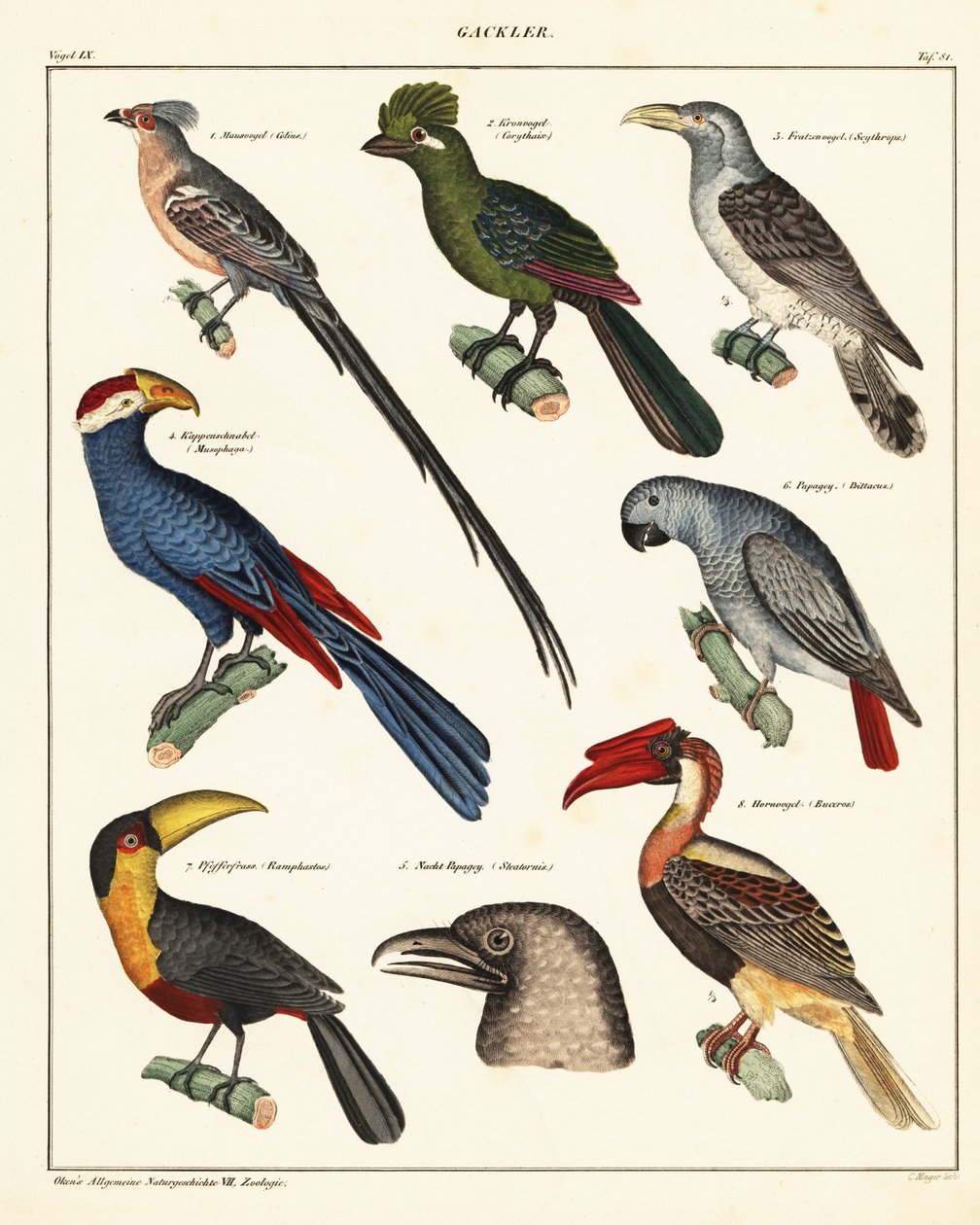 Varianter av fugler., 1841 (litografi) av Unbekannter Künstler
