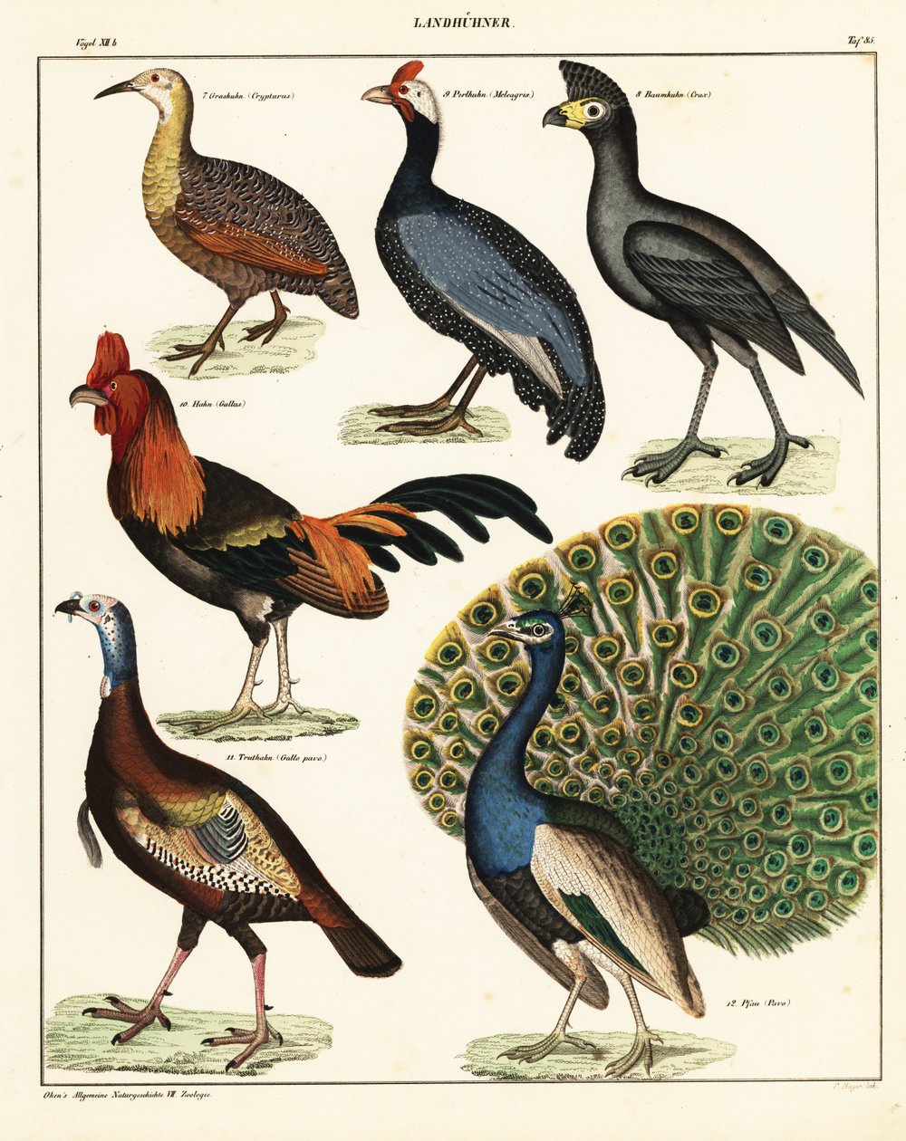 Varianter av fugler. ,1841 (litografi) av Unbekannter Künstler