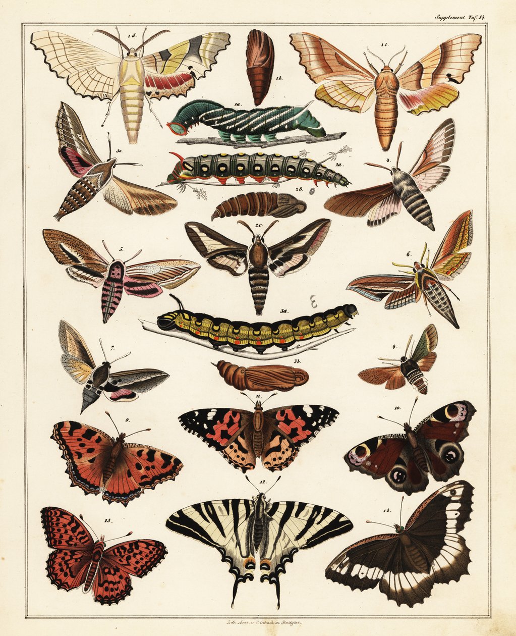 Varianter av sommerfugler, møll, etc., 1841 (litografi) av Unbekannter Künstler