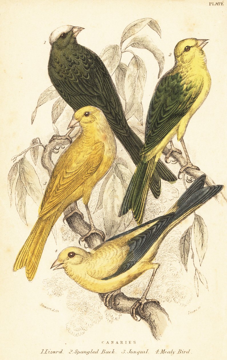 Varianter av kanarifugler, Serinus canaria domestica.1889 (gravering) av Unbekannter Künstler