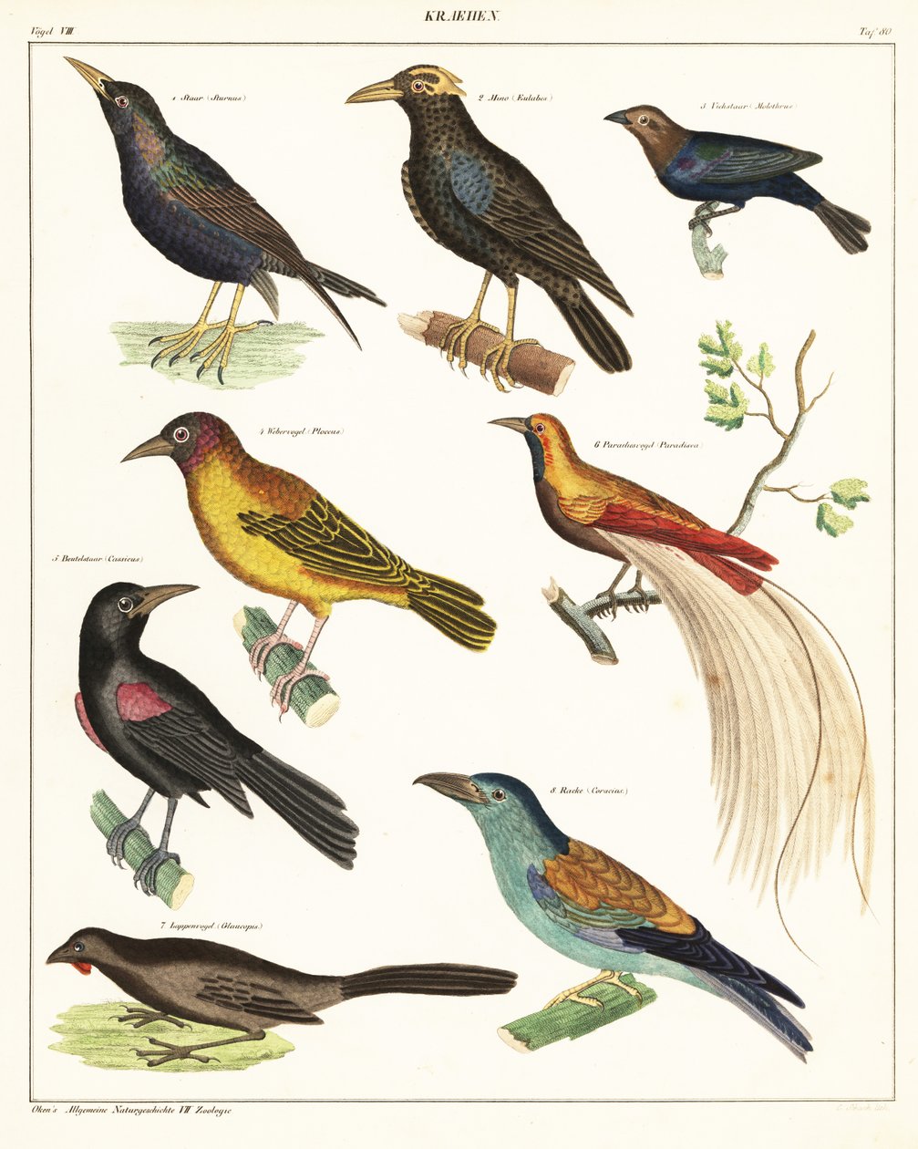 Varianter av eksotiske fugler. ,1841 (litografi) av Unbekannter Künstler