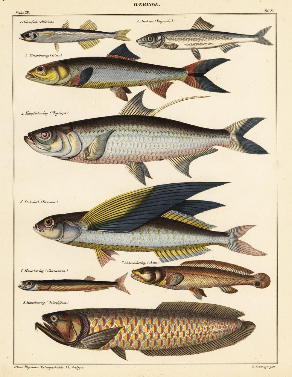 Varianter av fisk., 1841 (litografi) av Unbekannter Künstler