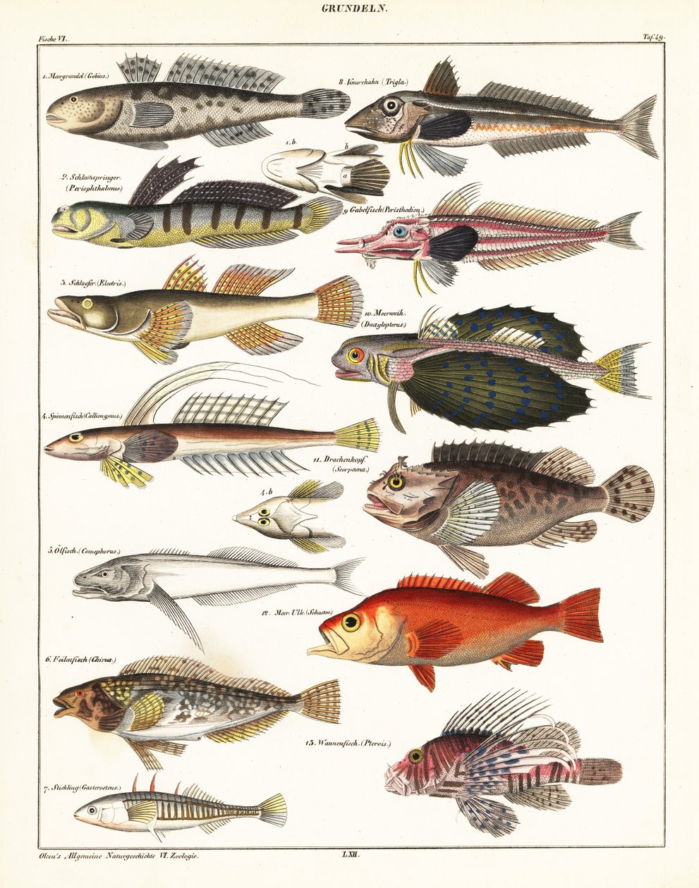 Varianter av fisk., 1841 (litografi) av Unbekannter Künstler