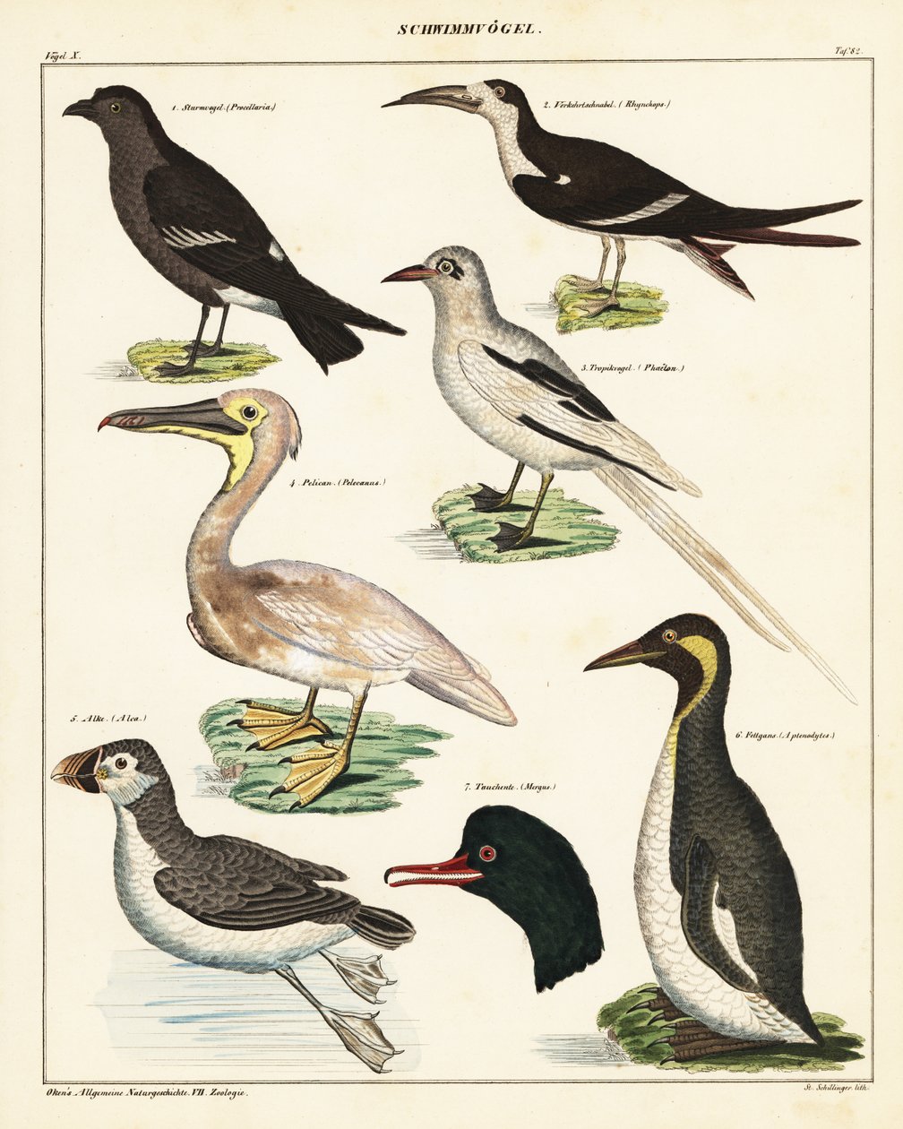 Varianter av sjøfugler. ,1841 (litografi) av Unbekannter Künstler