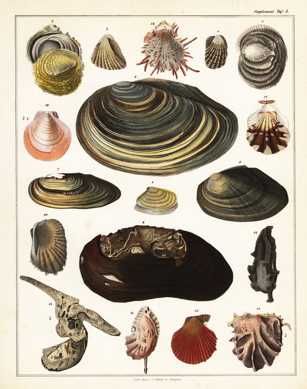 Varianter av skjell, bløtdyr., 1841 (litografi) av Unbekannter Künstler