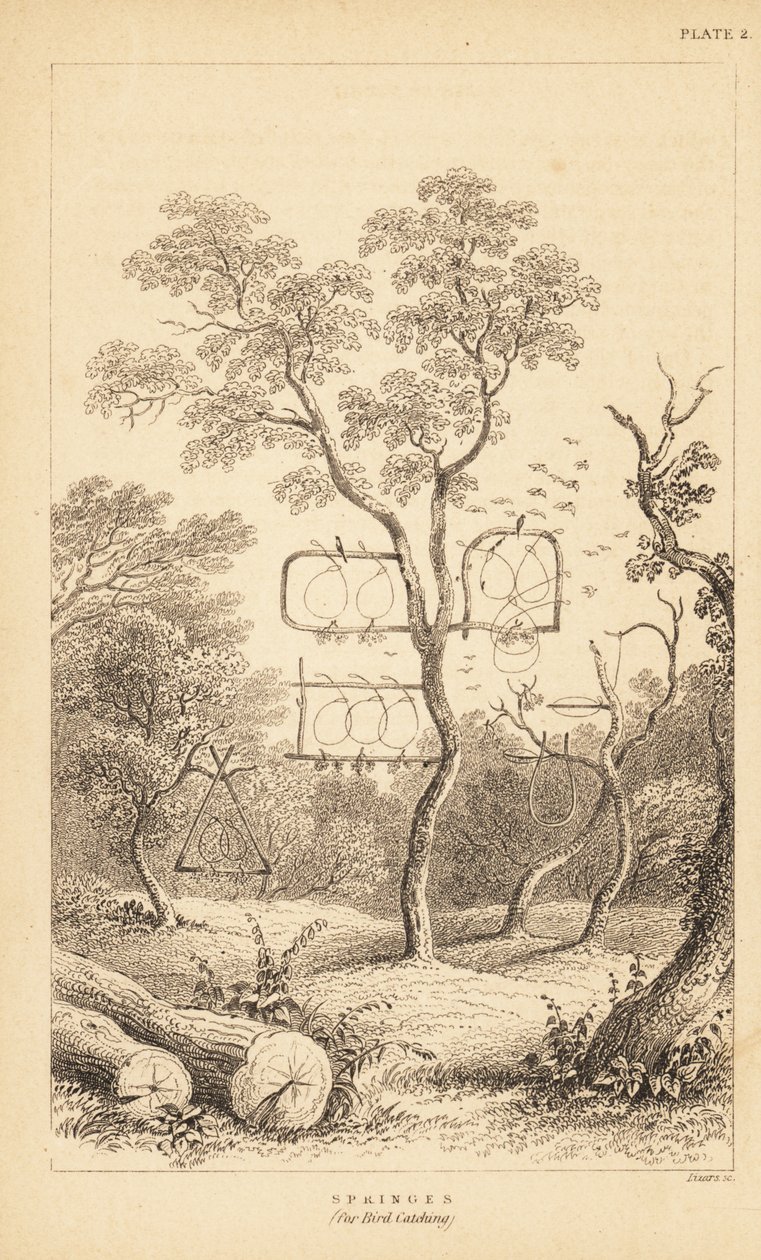 Varianter av trådfeller for fuglefangst. 1889 (gravering) av Unbekannter Künstler