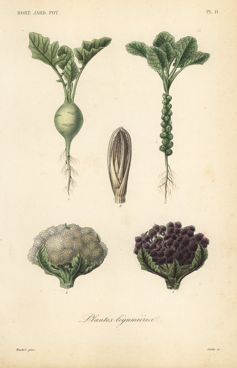 Grønnsaker, Plantes legumieres av Unbekannt