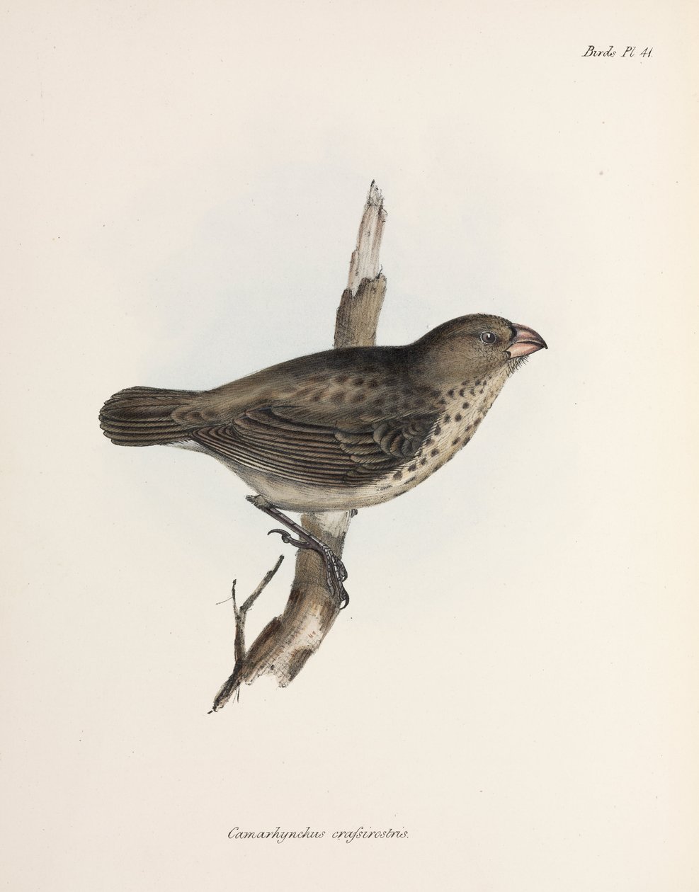 Vegetarfink, Galapagosøyene, ca 1832-1836 av Unbekannt