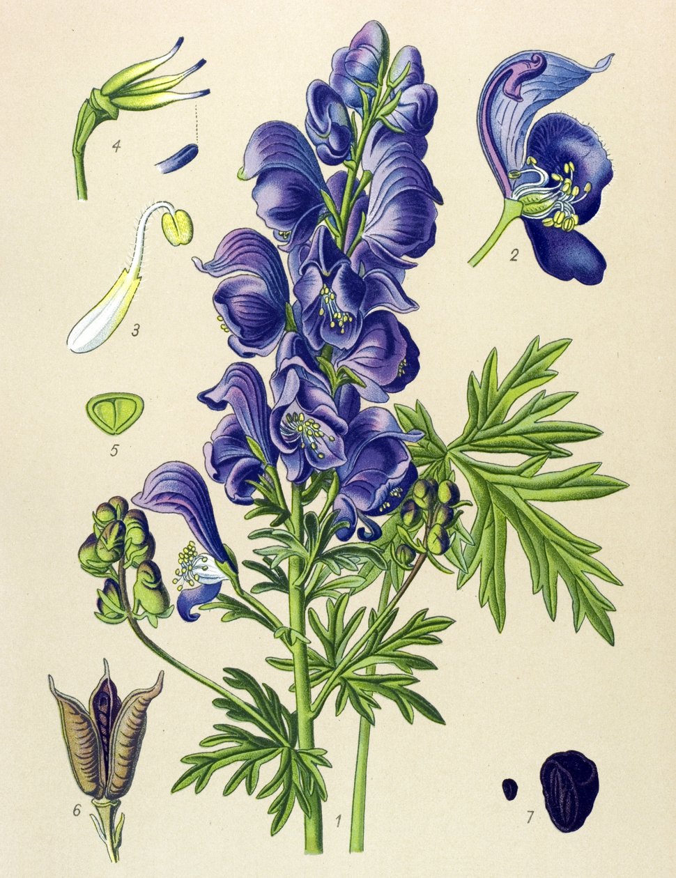 Giftig (giftig) og medisinsk plante: Aconite napel (Aconitum napellus) av Unbekannter Künstler