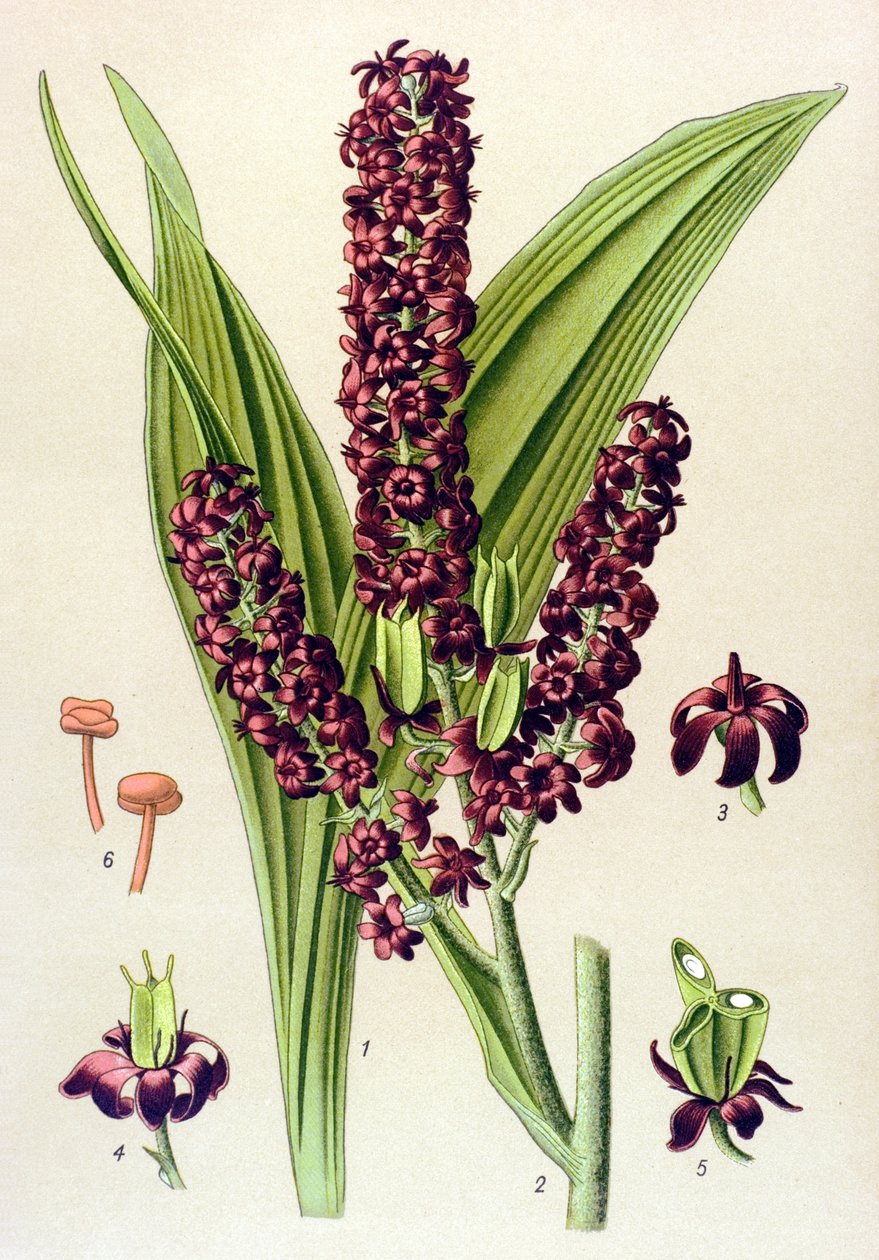 Giftig plante (giftig): Svart veratre (Veratrum nigrum) av Unbekannter Künstler