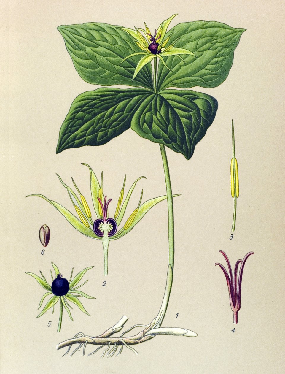 Venenøs plante (giftig): Firebladet Parisette (Paris quadrifolia) av Unbekannter Künstler