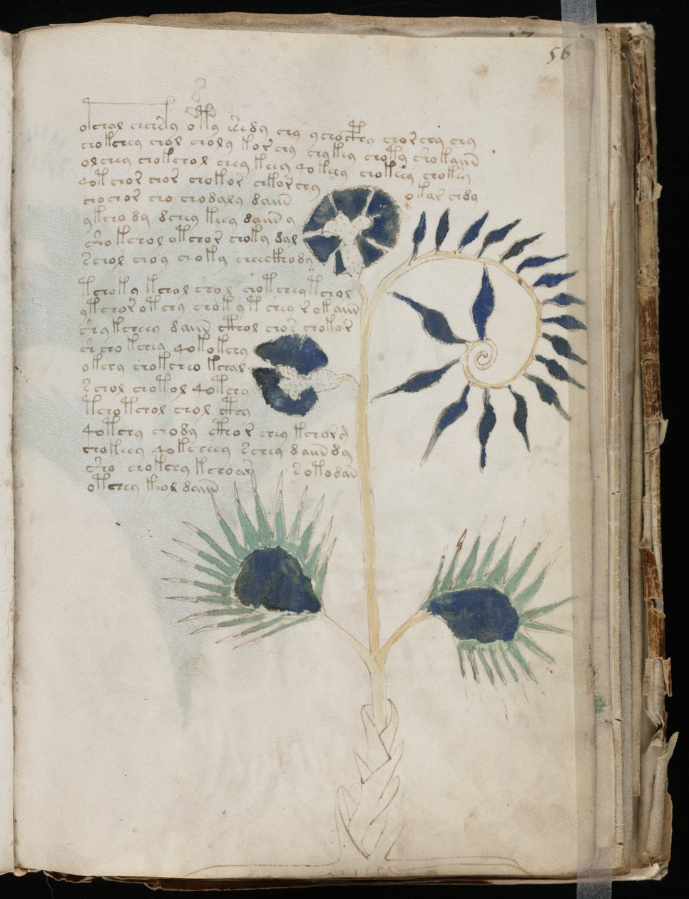 Voynich Manuscript folio 56r, ca. 1500 (blekk på pergament) av Unbekannt