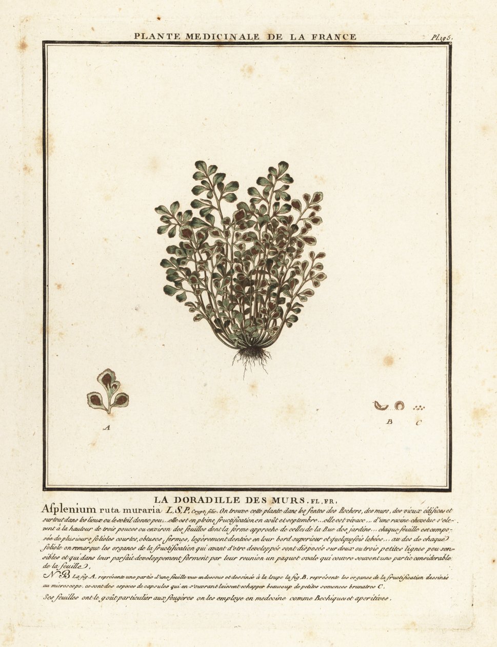 Wall-rue, Asplenium ruta-maria. av Unbekannter Künstler