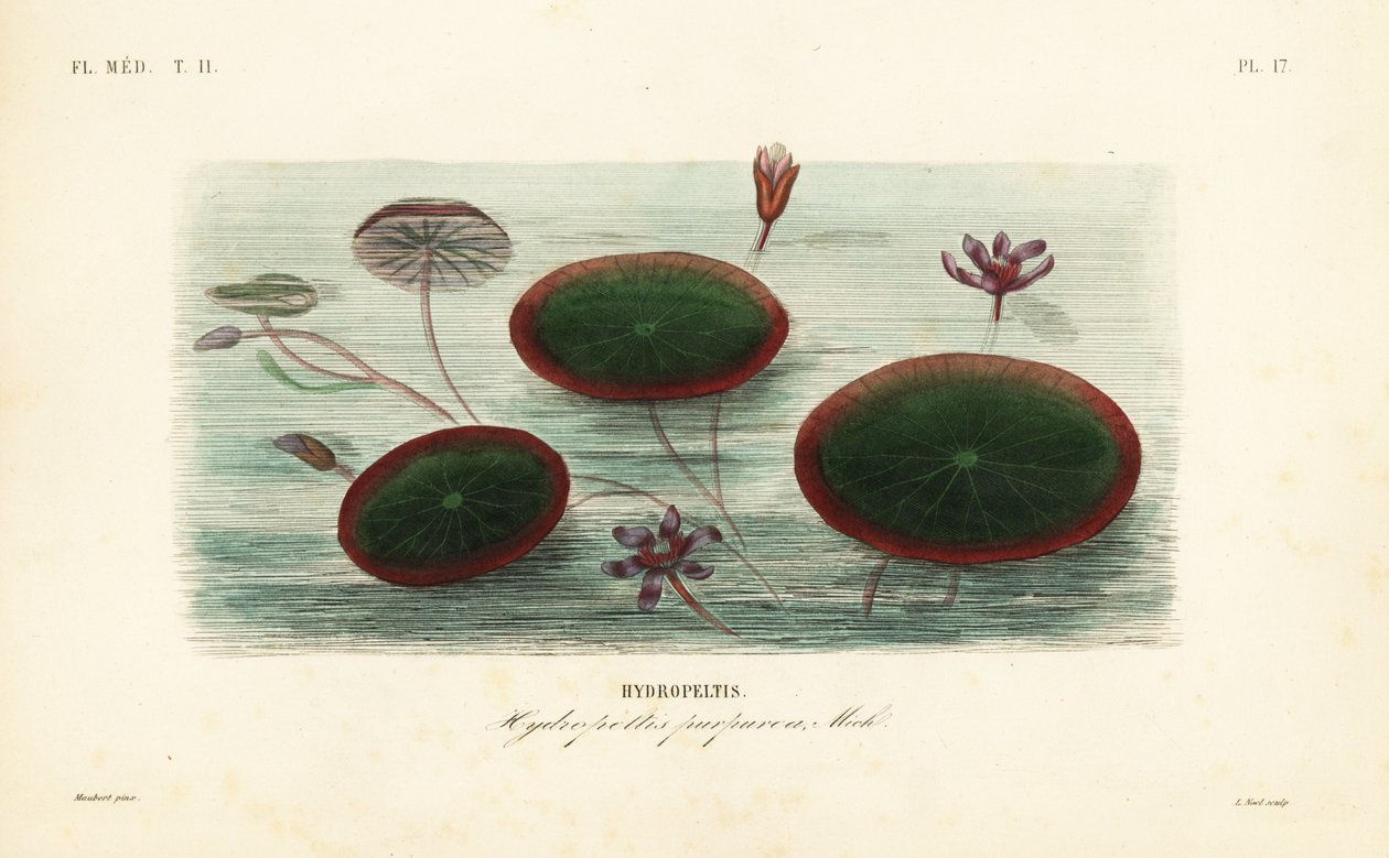 Vannskjold, Brasenia schreberi, Hydropeltis purpurea, Hydropeltis av Unbekannt