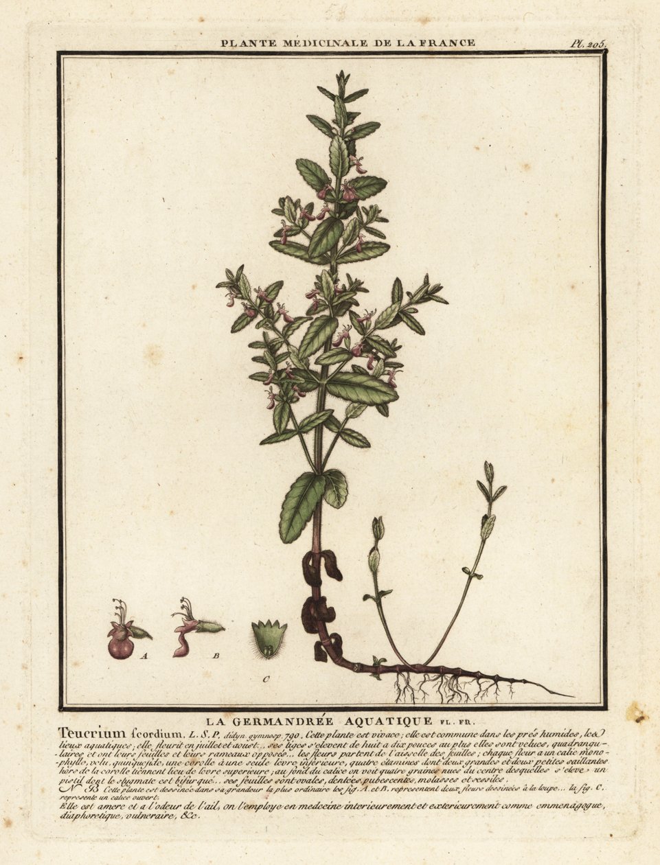 Vann germander, Teucrium scordium. av Unbekannter Künstler