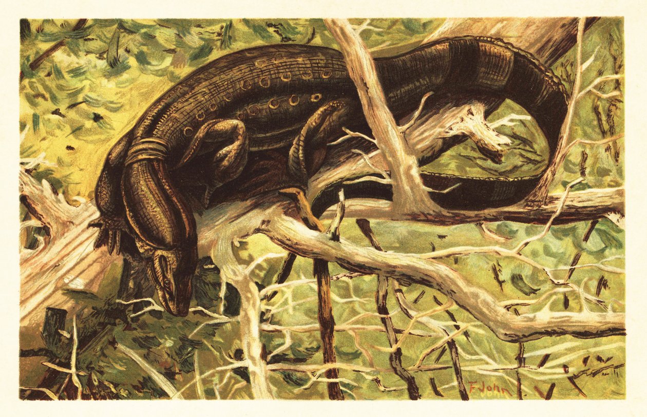 Vannovervåkningsøgle, Varanus salvator. 1908 (litografi) av Unbekannter Künstler