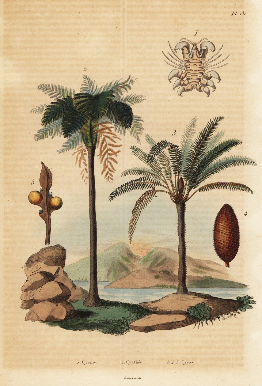 Hvallus, Cyamus ovalis 1, vestindisk trebregne, Cyathea arborea 2 og japansk sagopalme, Cycas revoluta 3-5 av Unbekannt