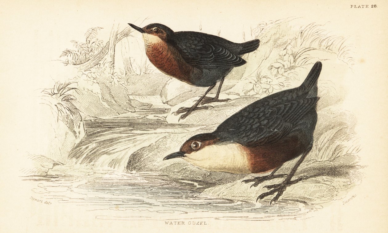 Hvitstrupe eller vannusel, Cinclus cinclus.1889 (gravering) av Unbekannter Künstler