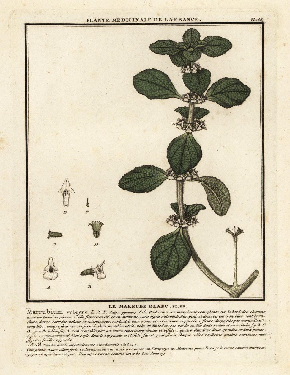 Hvit horehound, Marrubium vulgare. av Unbekannter Künstler