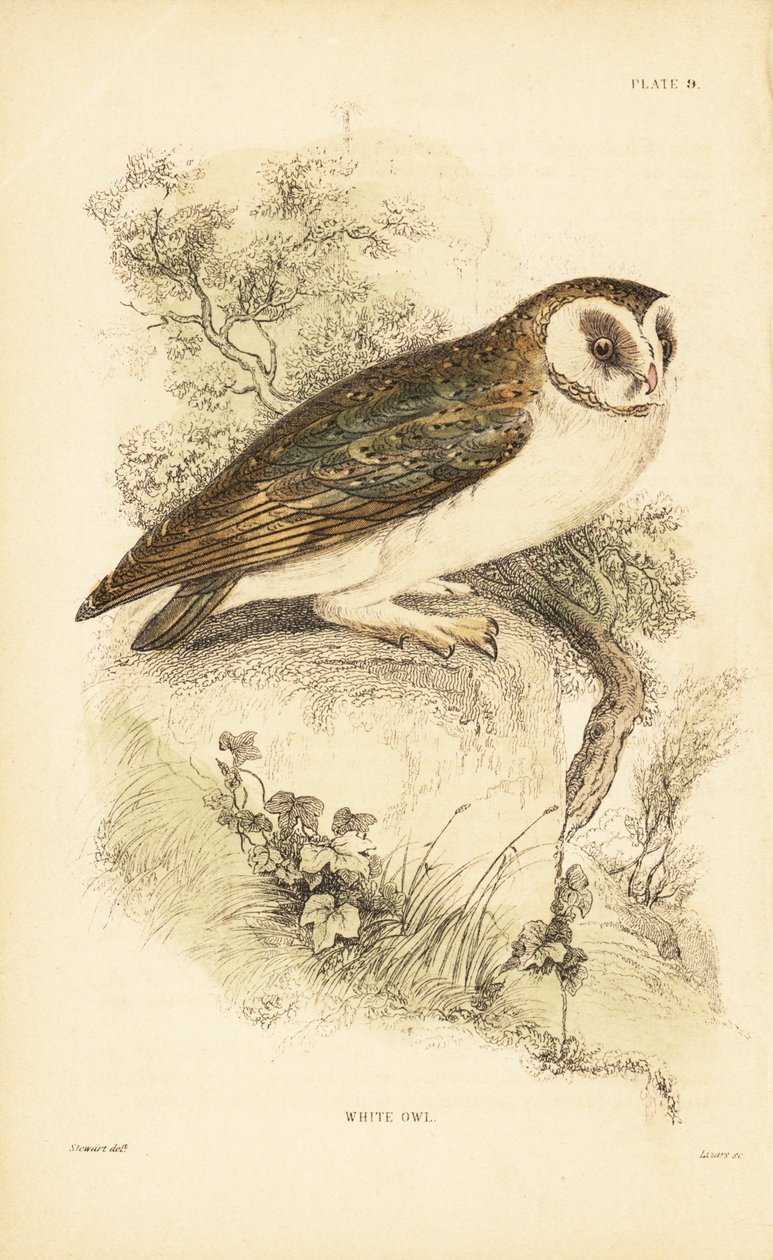 Hvit ugle eller perleugle, Tyto alba, plassert på en stein. 1889 (gravering) av Unbekannter Künstler