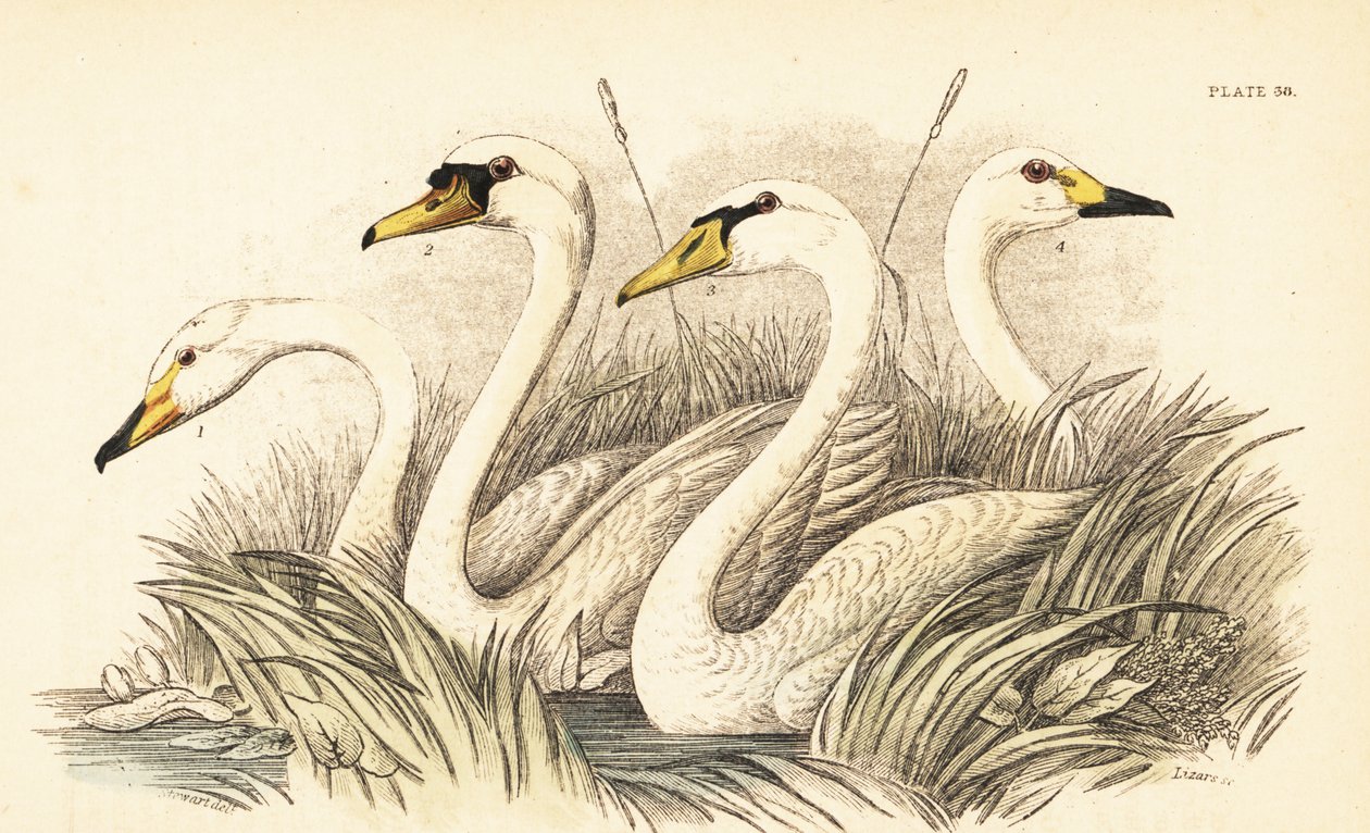 Knopsvane, knoppsvane, Bewicks svane. 1889 (gravering) av Unbekannter Künstler