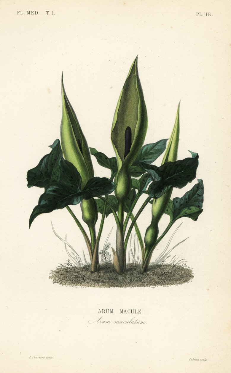 Vill arum, herrer og damer eller knekt i prekestolen, Arum maculatum, Arum macule av Unbekannt