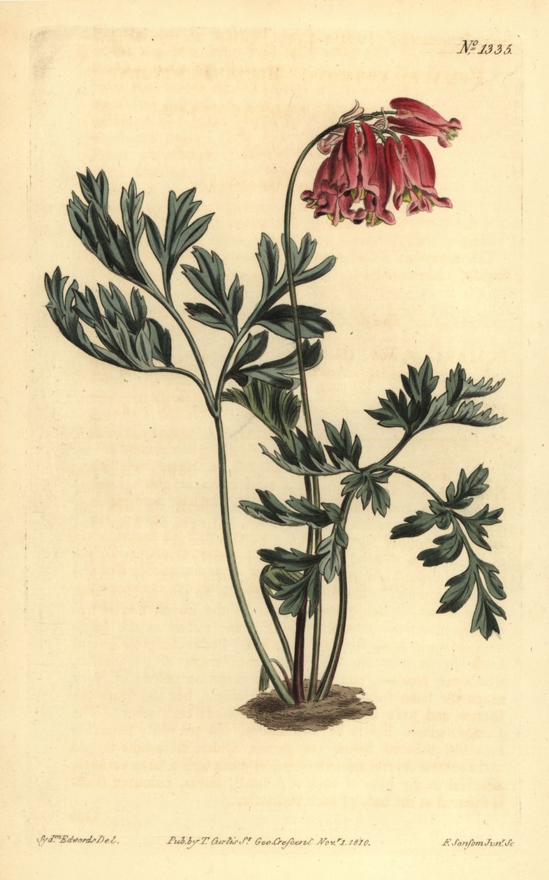 Vilt blødende hjerte, Dicentra formosa av Unbekannt