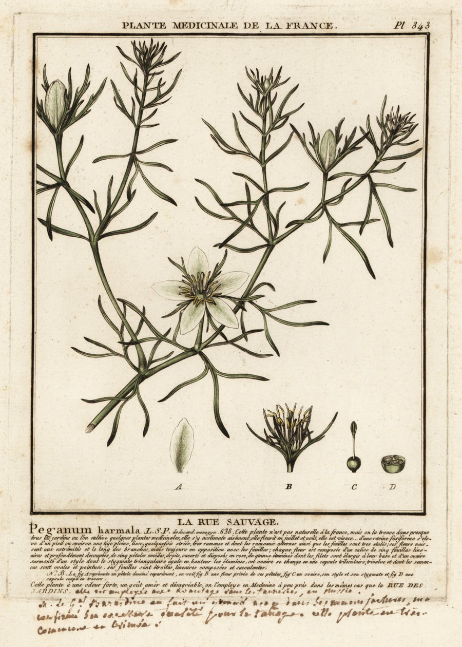Wild rue, Peganum harmala. av Unbekannter Künstler