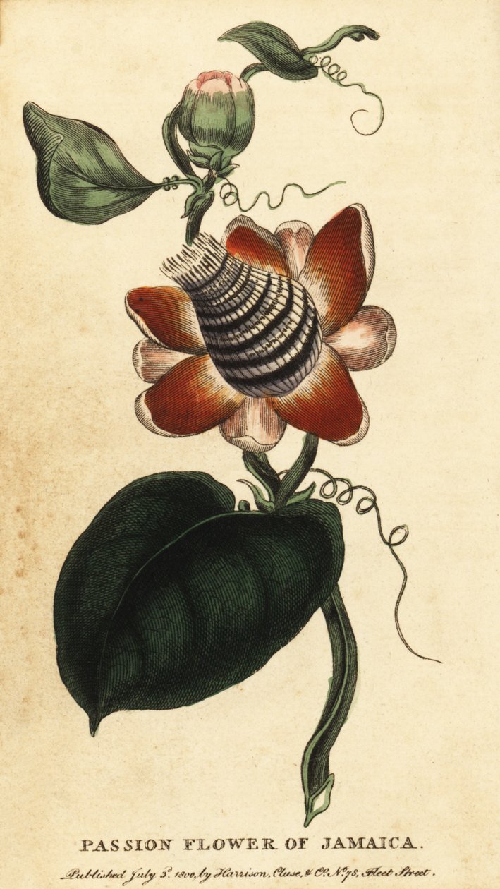 Pasjonsblomst med vinget stilk, Passiflora elata., 1800 (gravering) av Unbekannter Künstler