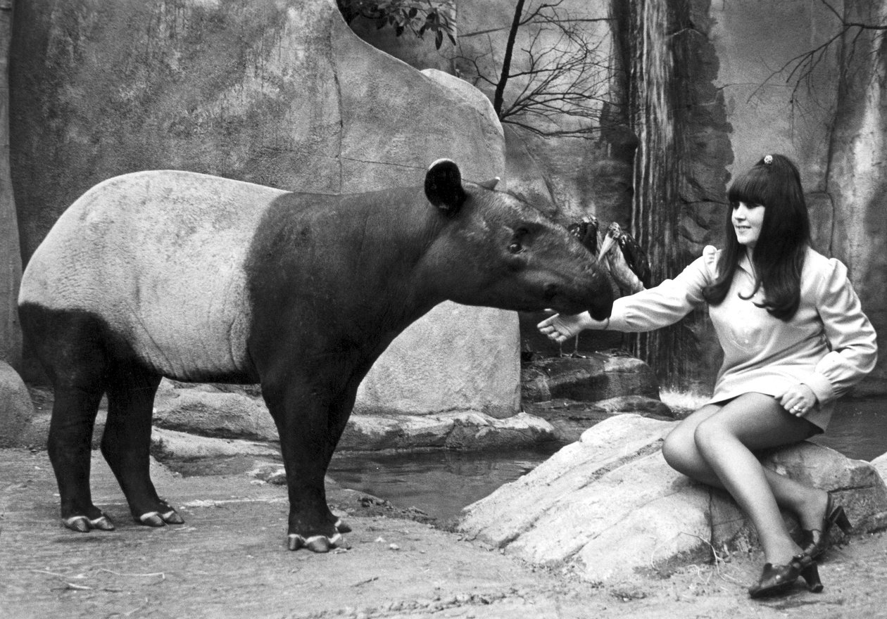 Kvinne mater en tapir, Belle Vue Zoo, Manchester, april 1970 av Unbekannt
