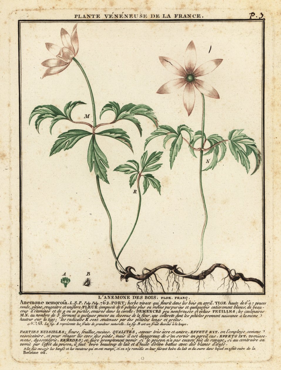 Skogsanemone, Anemone nemorosa. av Unbekannter Künstler