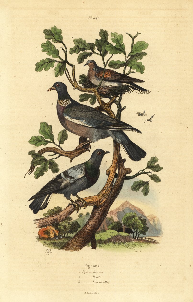 Skogdue, Columba palumbus, vanlig due, Columba livia og turteldue, Streptopelia risoria av Unbekannt