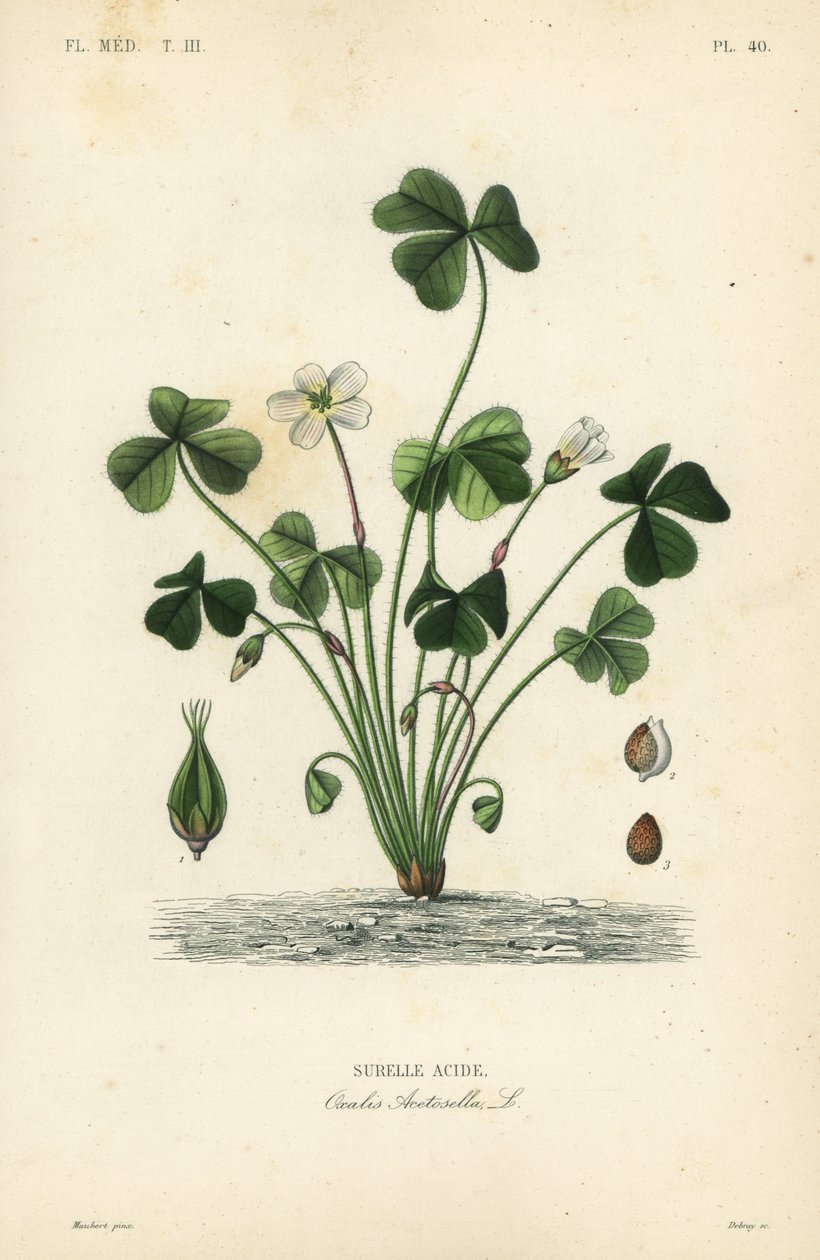 Vedsyre, Oxalis acetosella, Surellesyre av Unbekannt