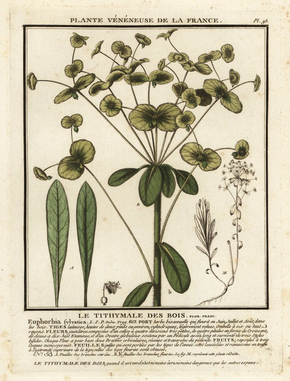 Wood spurge, Euphorbia amygdaloides. av Unbekannter Künstler