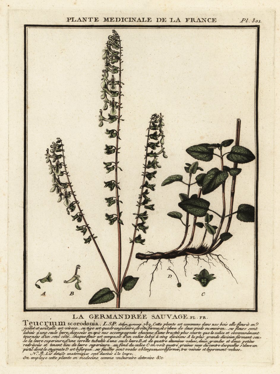 Woodland germander, Teucrium scorodonia. av Unbekannter Künstler