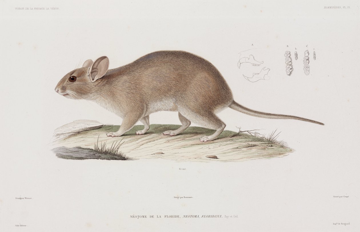 Woodrat, USA av Unbekannt