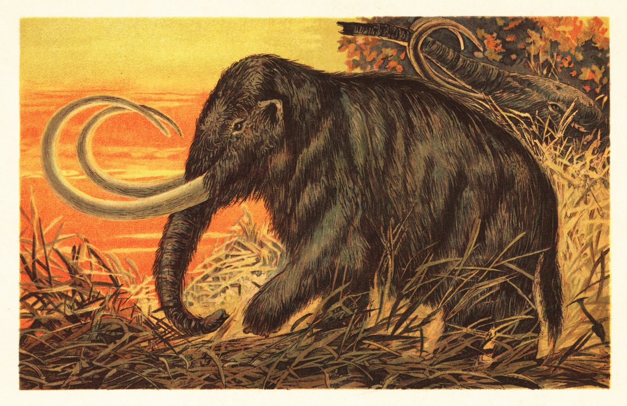 Ullen mammut, Mammuthus primigenius.1908 (litografi) av Unbekannter Künstler