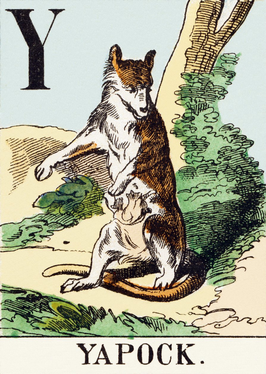 Y : Yapock - The Hunting Alphabet, ca. 1890 (gravering) av Unbekannt
