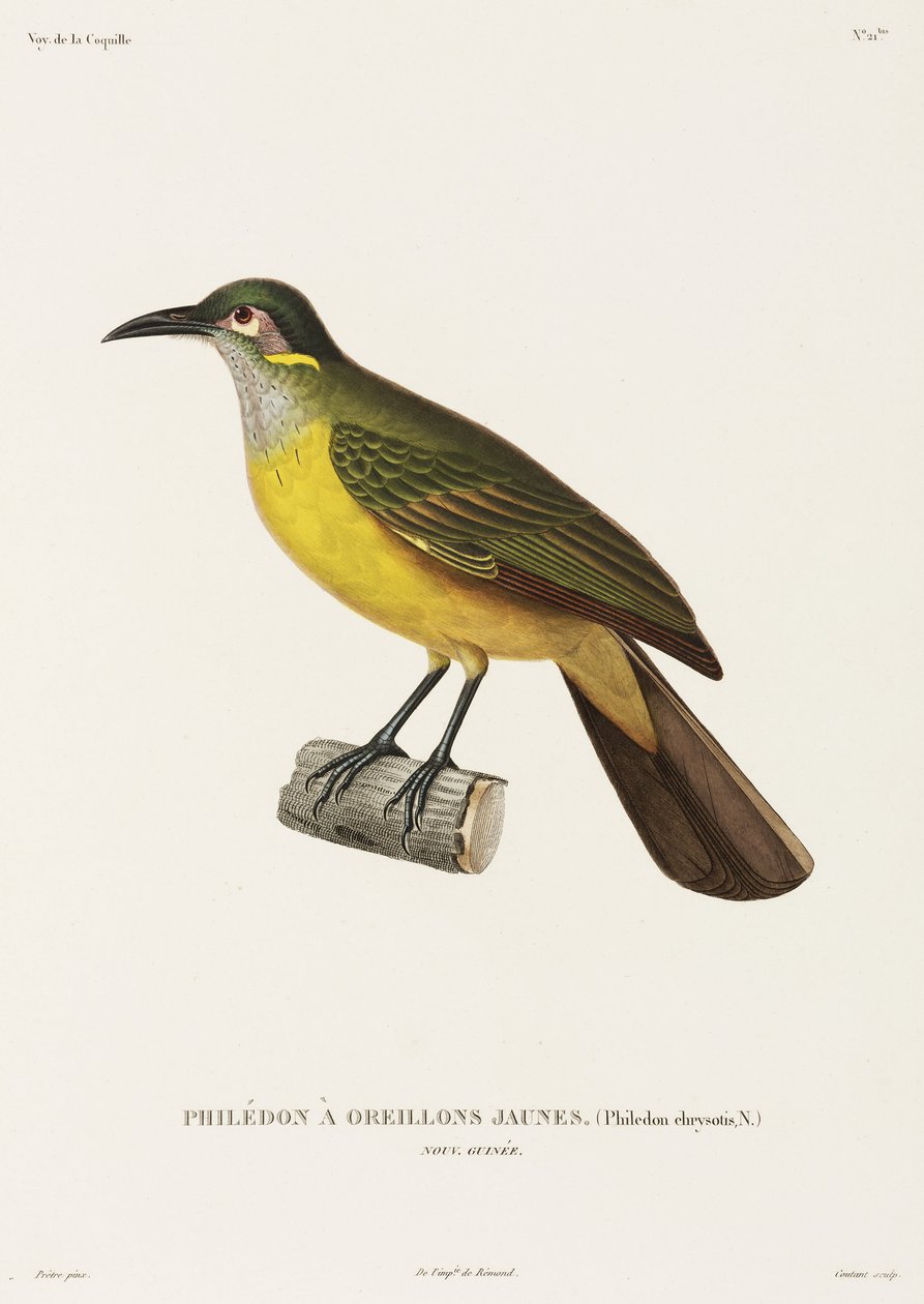 Gulkinn Philedon, New Guinea av Unbekannter Künstler